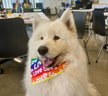 Rover.com LGBTQIA+ ERG Hosts Drag Bingo and Pride Celebrations Across Four Cities detail 3